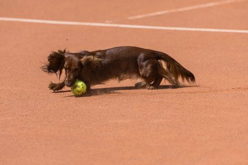 Bild 69 - RL TC an der Schirnau - SV Zehlendorfer Wespen : Ergebnis: 9:0